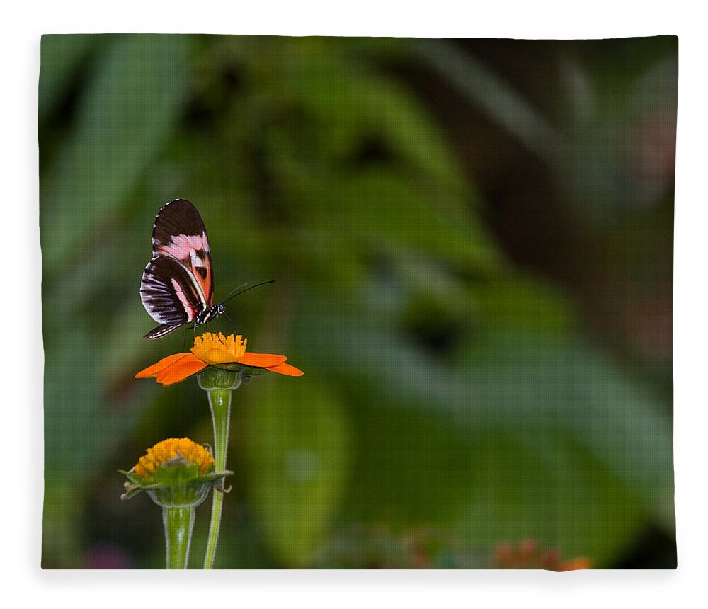 Butterfly Fleece Blanket featuring the photograph Butterfly 26 by Michael Fryd