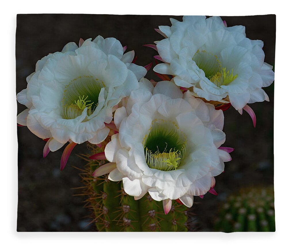 Cactus Fleece Blanket featuring the photograph Cactus Flowers by Douglas Killourie