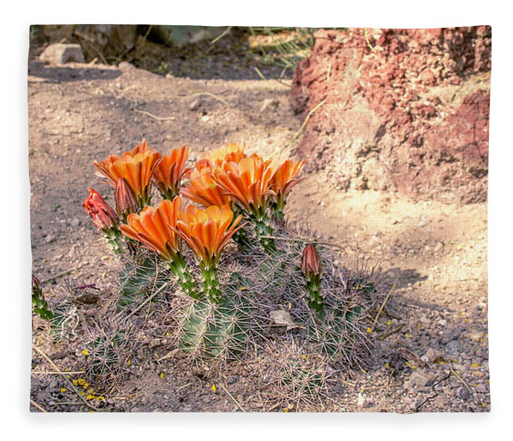 Las Vegas Fleece Blanket featuring the photograph Cactus in bloom by Darrell Foster