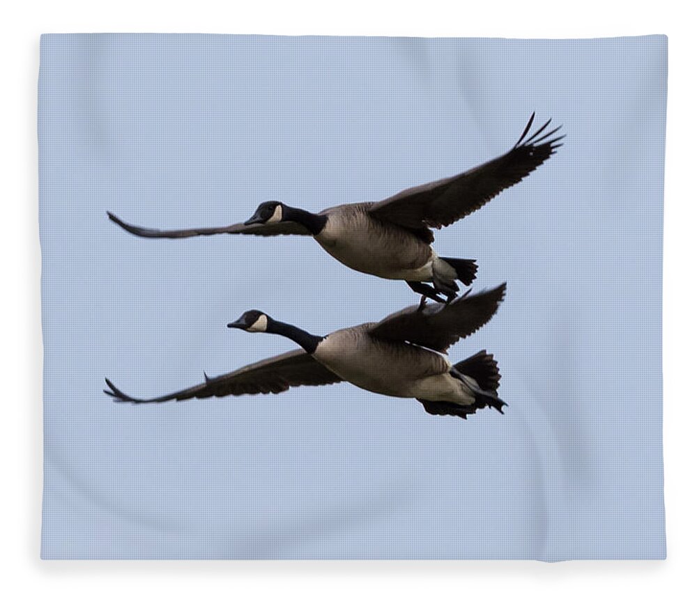 Canada Geese Fleece Blanket featuring the photograph Canada Geese in Flight by Holden The Moment