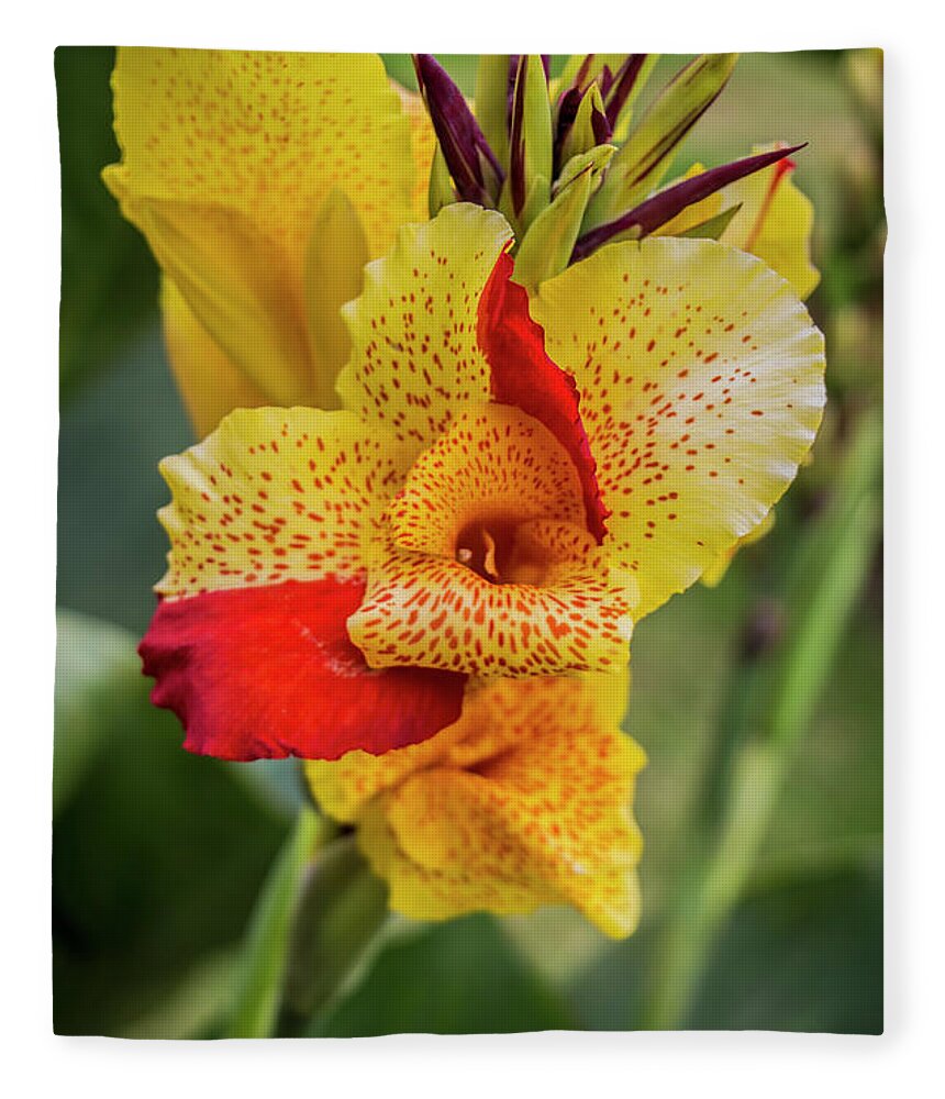 Botanicals Fleece Blanket featuring the photograph Canna Yellow King Humbert by Venetia Featherstone-Witty