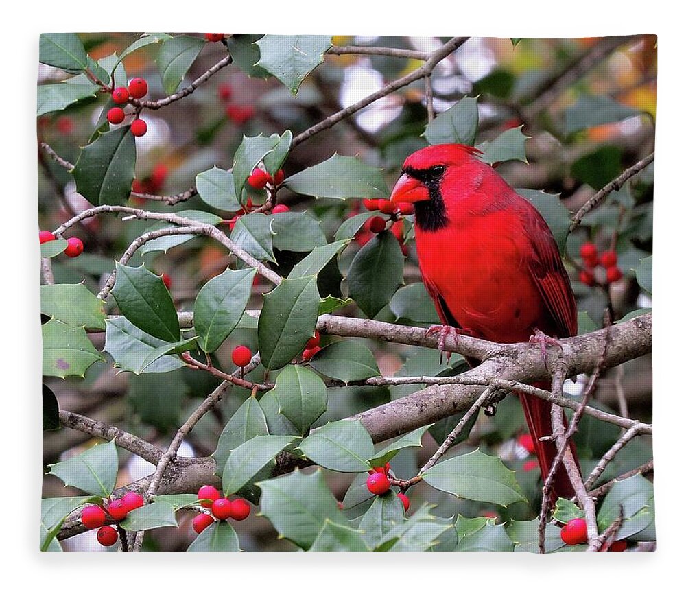Male Cardinal Fleece Blanket featuring the photograph Cardinal in Holly Tree by Linda Stern