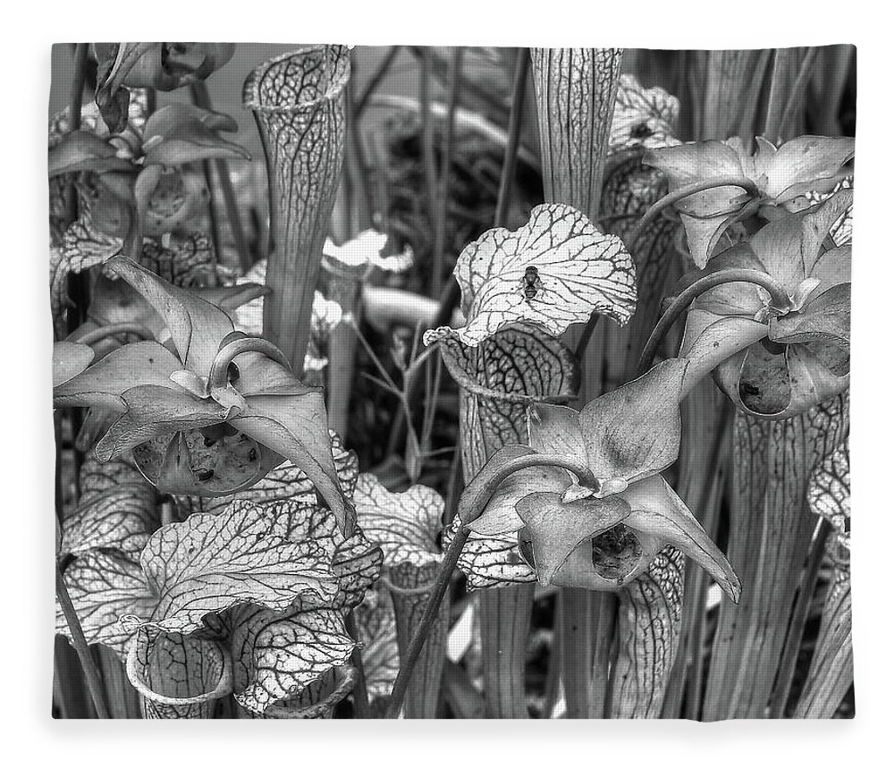 Carnivorous Fleece Blanket featuring the photograph Carnivorous Plants Monochrome by Jeff Townsend
