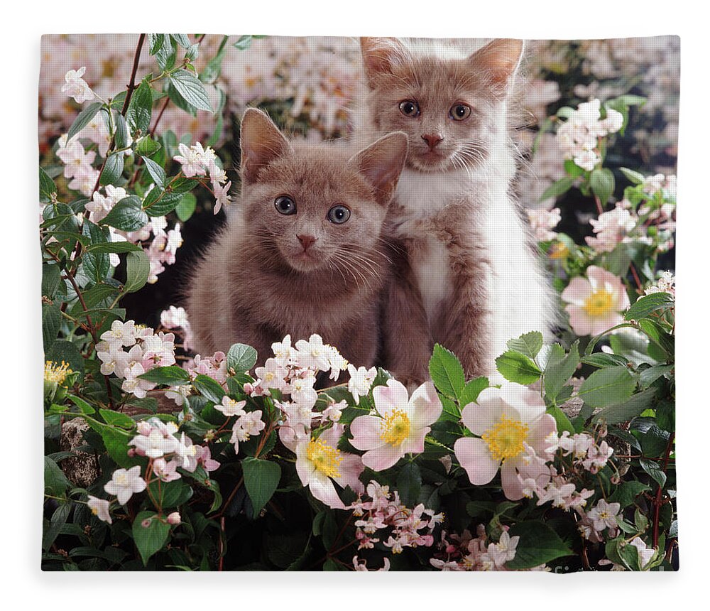 Kittens Fleece Blanket featuring the photograph Cat Roses by Warren Photographic