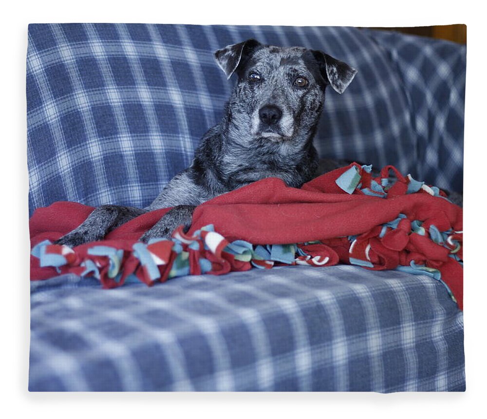 Catahoula Leopard Dog Fleece Blanket featuring the photograph Catahoula Leopard Dog in blue by Valerie Collins