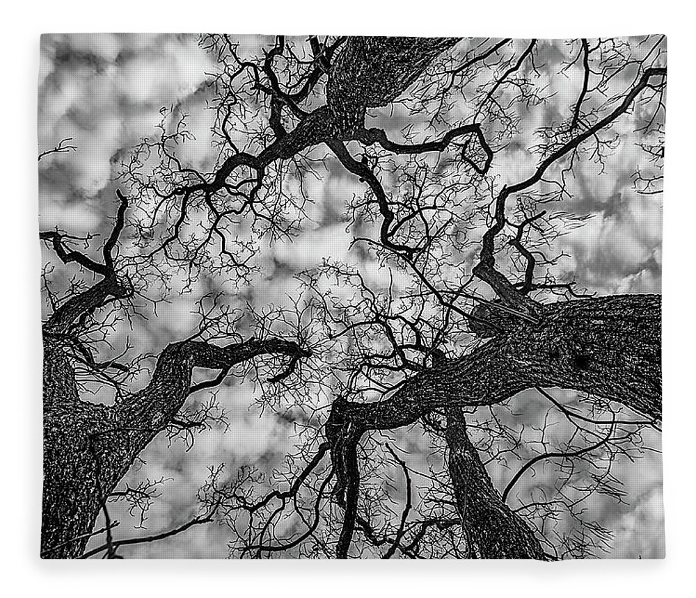 Sky Fleece Blanket featuring the photograph Catalpa and Altostrato Q by Scott Cordell