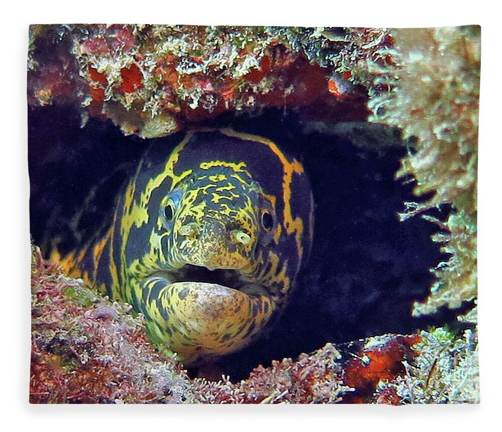 Underwater Fleece Blanket featuring the photograph Chain Moray Eel by Daryl Duda