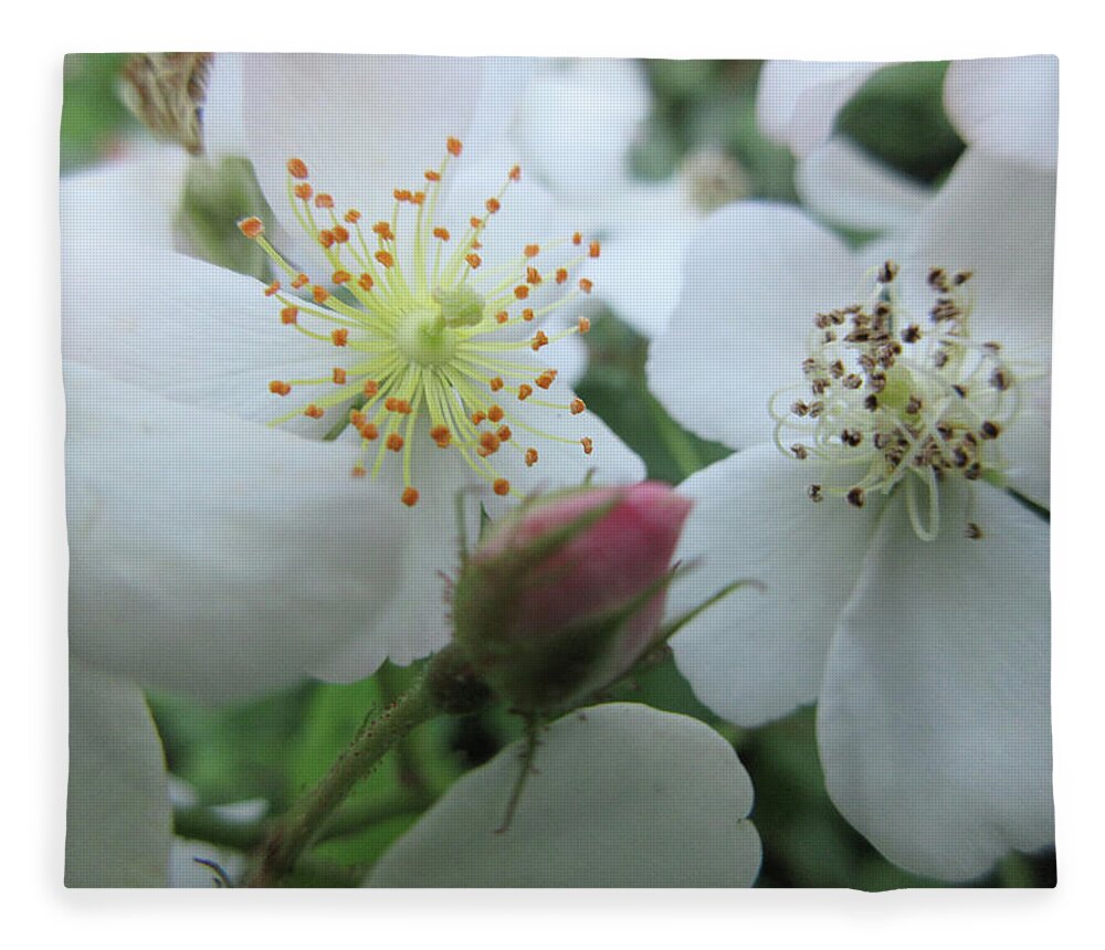 Cherokee Rose Fleece Blanket featuring the photograph Cherokee Rose Dover NH by Kimberly Vogel