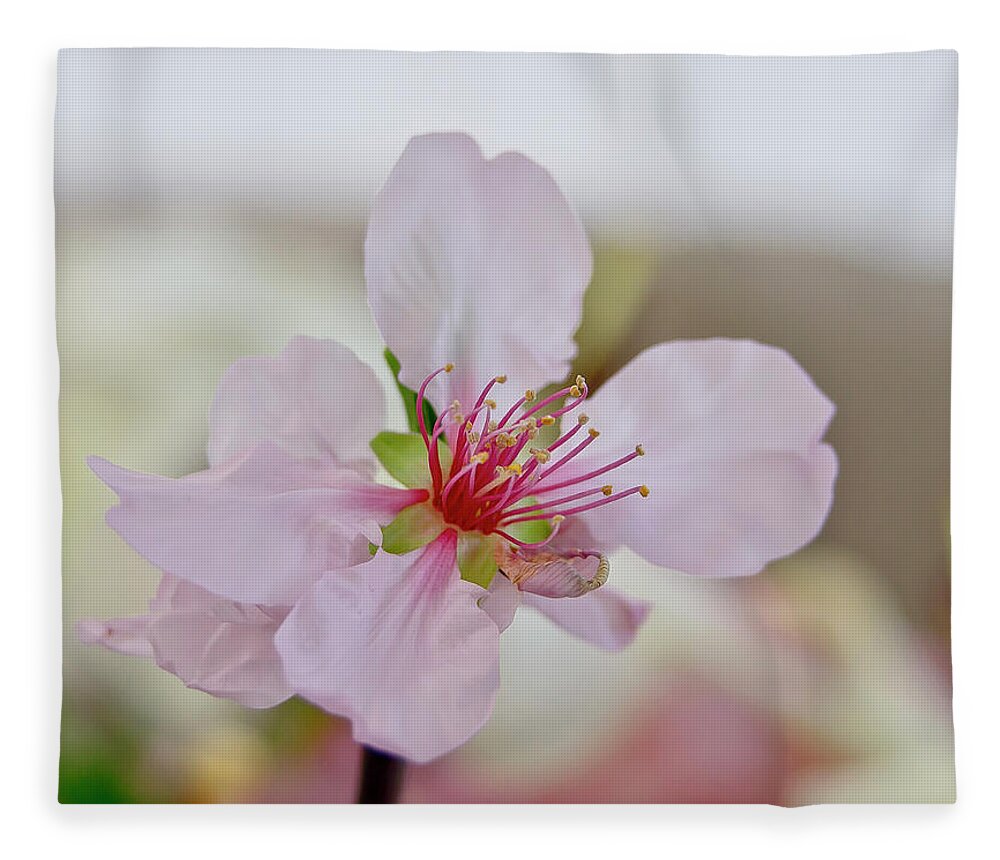 Cherry Fleece Blanket featuring the photograph Cherry Blossom I by Elena Perelman