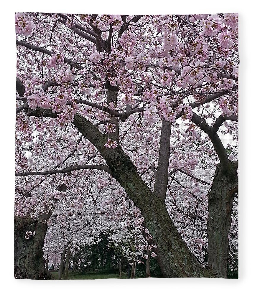 Cherry Blossoms Limb To Limb Fleece Blanket featuring the photograph Cherry Blossoms Limb To Limb by Emmy Marie Vickers