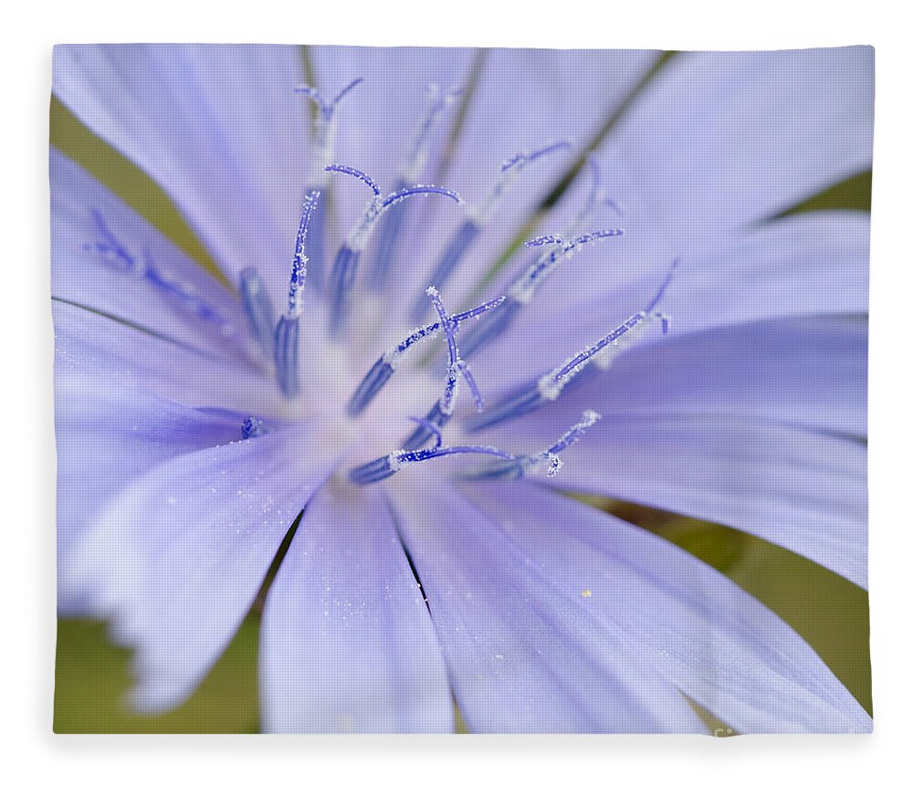 Chicory Fleece Blanket featuring the photograph Chicory by Tamara Becker
