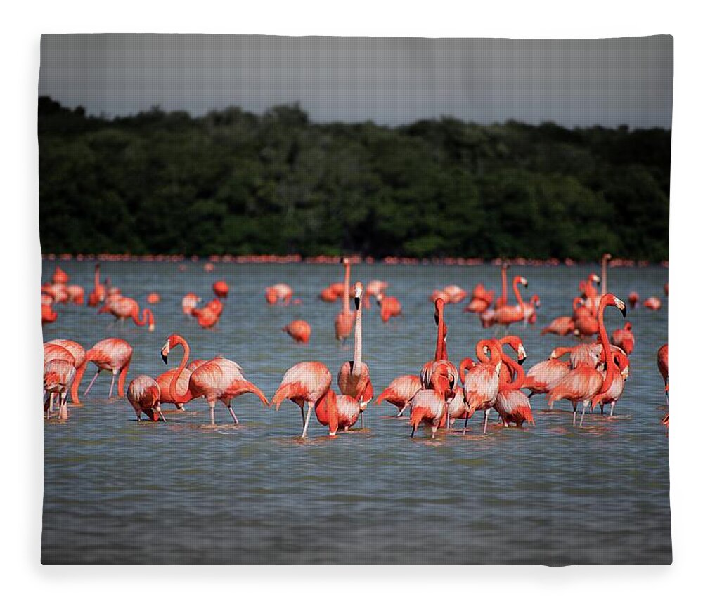 Mexico Fleece Blanket featuring the photograph Chillout with flamingos by Robert Grac