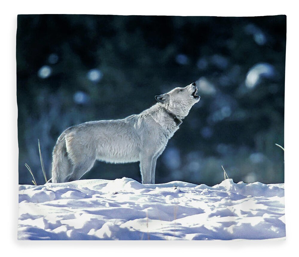 Mark Miller Photos Fleece Blanket featuring the photograph Cinderella Wolf 42F by Mark Miller