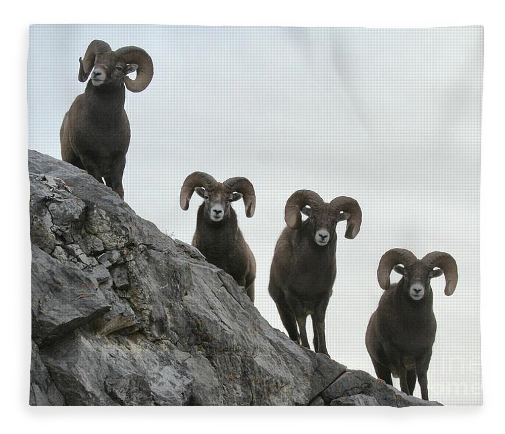 Bighorn Sheep Fleece Blanket featuring the photograph Cliff Walkers by Adam Jewell
