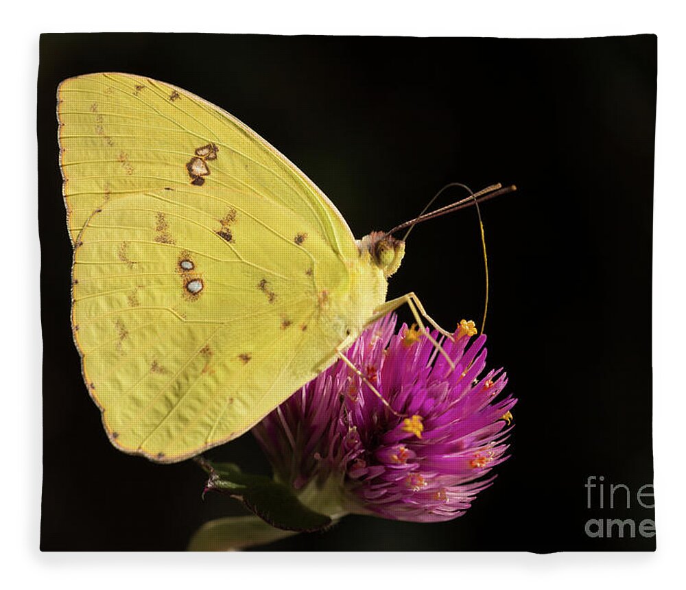 Butterfly Fleece Blanket featuring the photograph Cloudy or Sunny by Ana V Ramirez