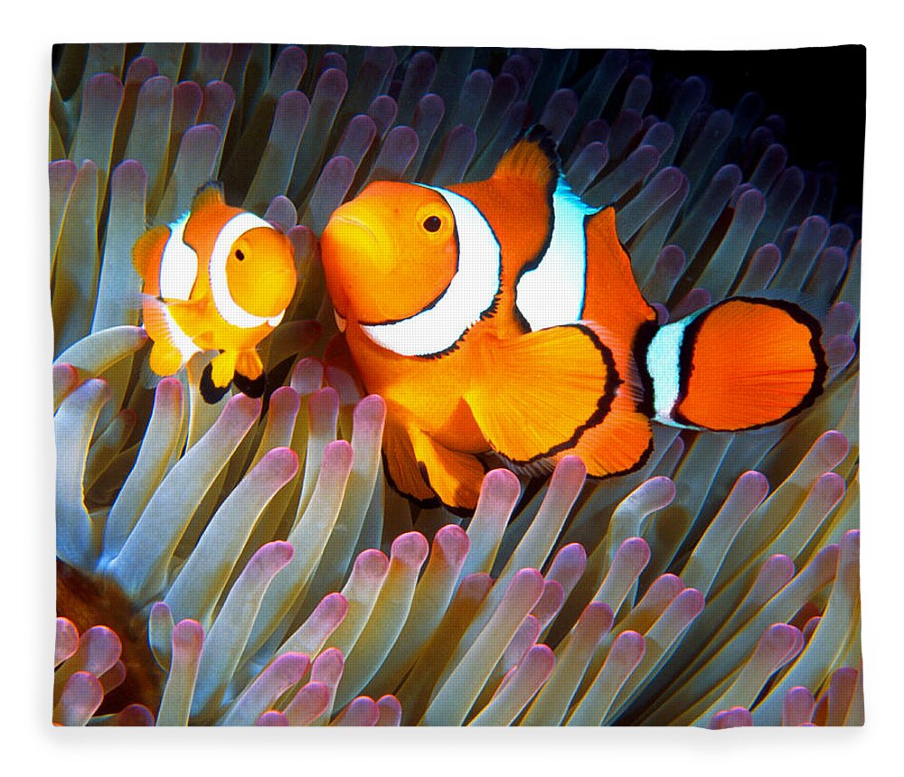 Clown Anemonefish Fleece Blanket featuring the photograph Clownfish in Anemone, Great Barrier Reef 2 by Pauline Walsh Jacobson