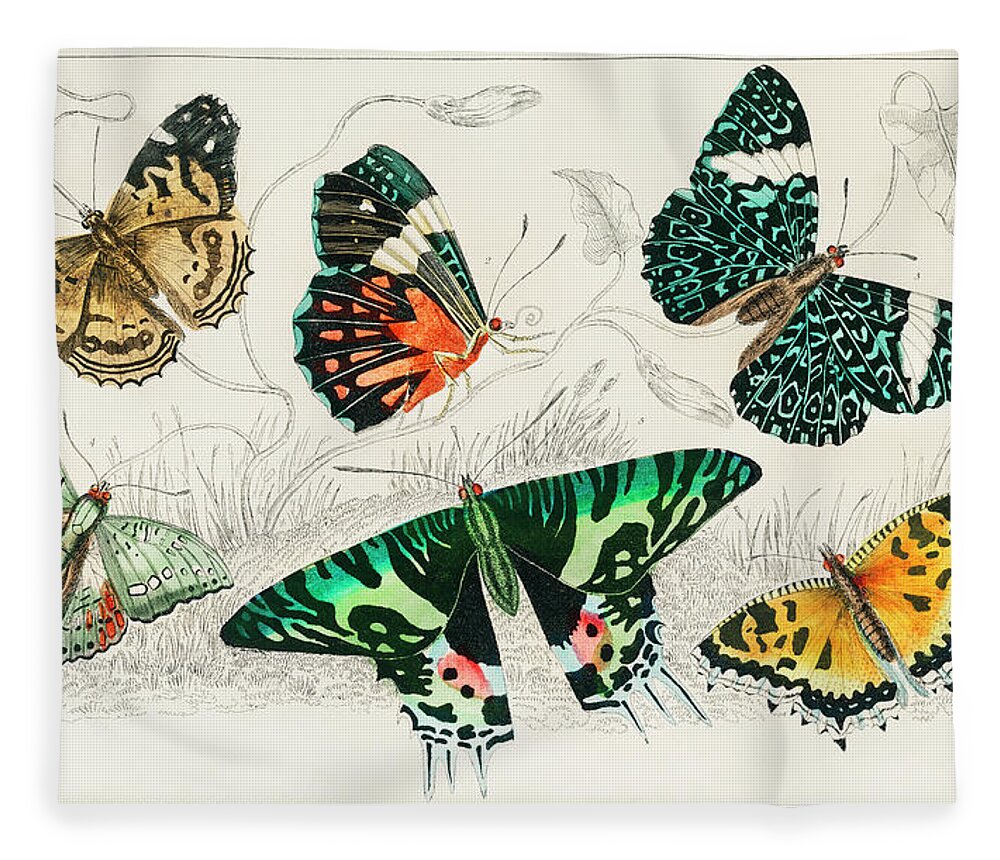 A History Of The Earth And Animated Nature Fleece Blanket featuring the painting Collection of Various Butterflies by Vincent Monozlay