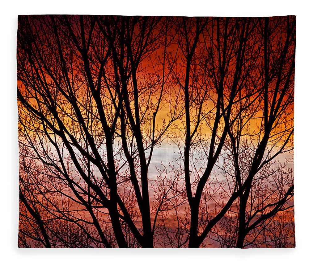 Silhouette Fleece Blanket featuring the photograph Colorful Tree Branches by James BO Insogna