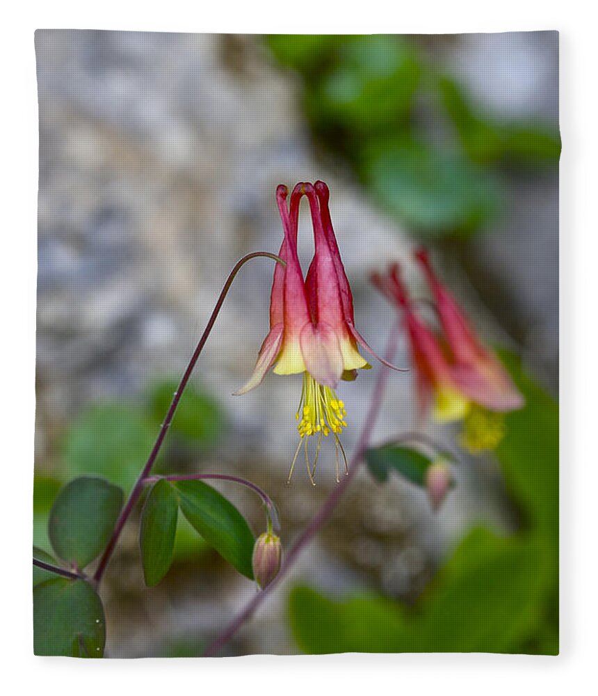 Beautiful Fleece Blanket featuring the photograph Columbine by Jack R Perry