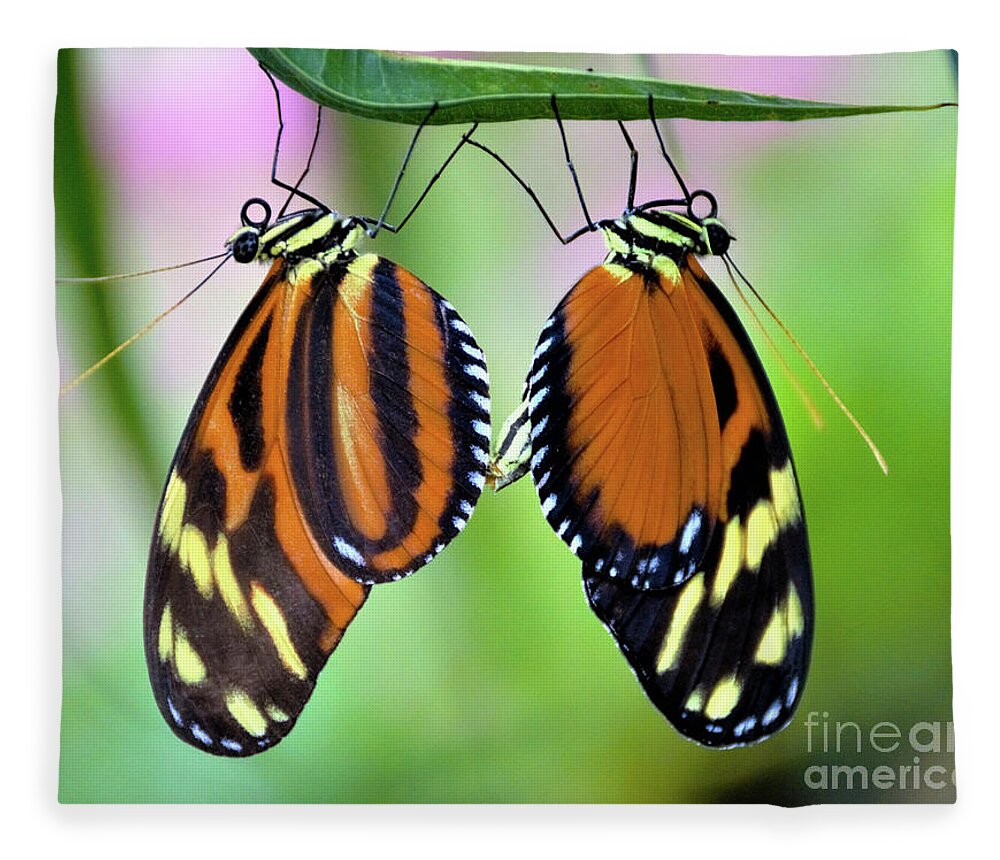 Mimic Tigerwing Butterfly Fleece Blanket featuring the photograph Come Together by Kathy Kelly