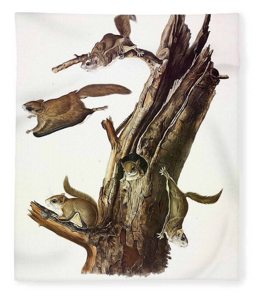 Common Flying Squirrel Fleece Blanket by John James Audubon | Pixels