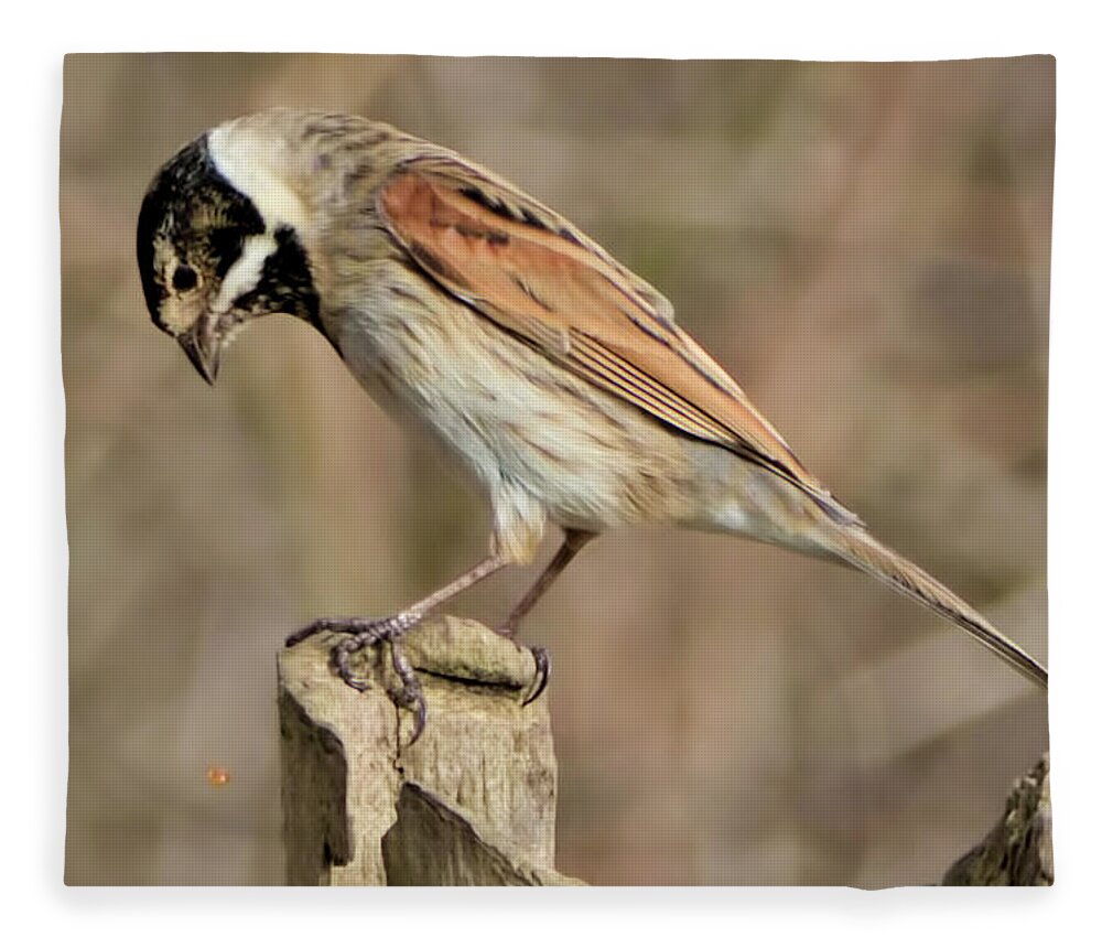 Bird Fleece Blanket featuring the photograph Common Reed Bunting by Baggieoldboy