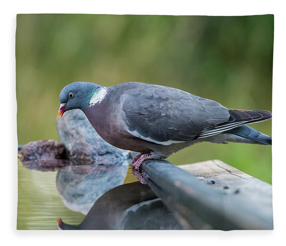 Common Wood Pigeon Fleece Blanket featuring the photograph Common Wood Pigeon's profile at the waterhole by Torbjorn Swenelius