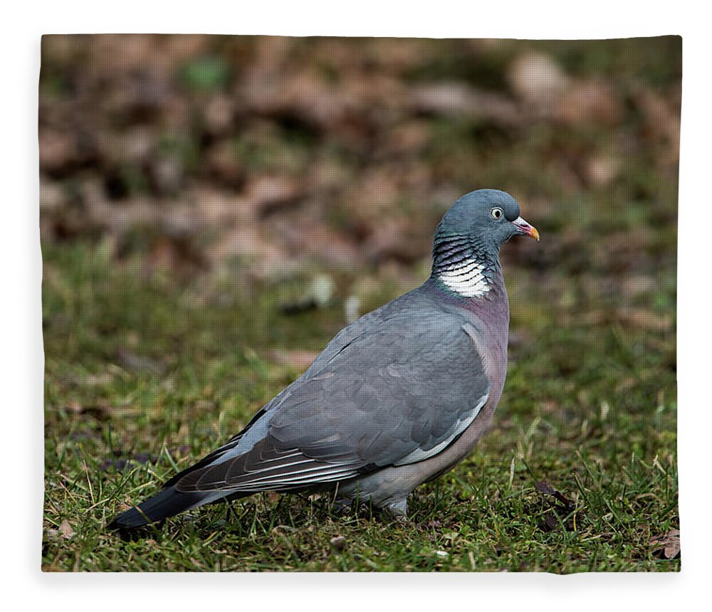 Common Wood Pigeon Fleece Blanket featuring the photograph Common Wood Pigeon's profile by Torbjorn Swenelius