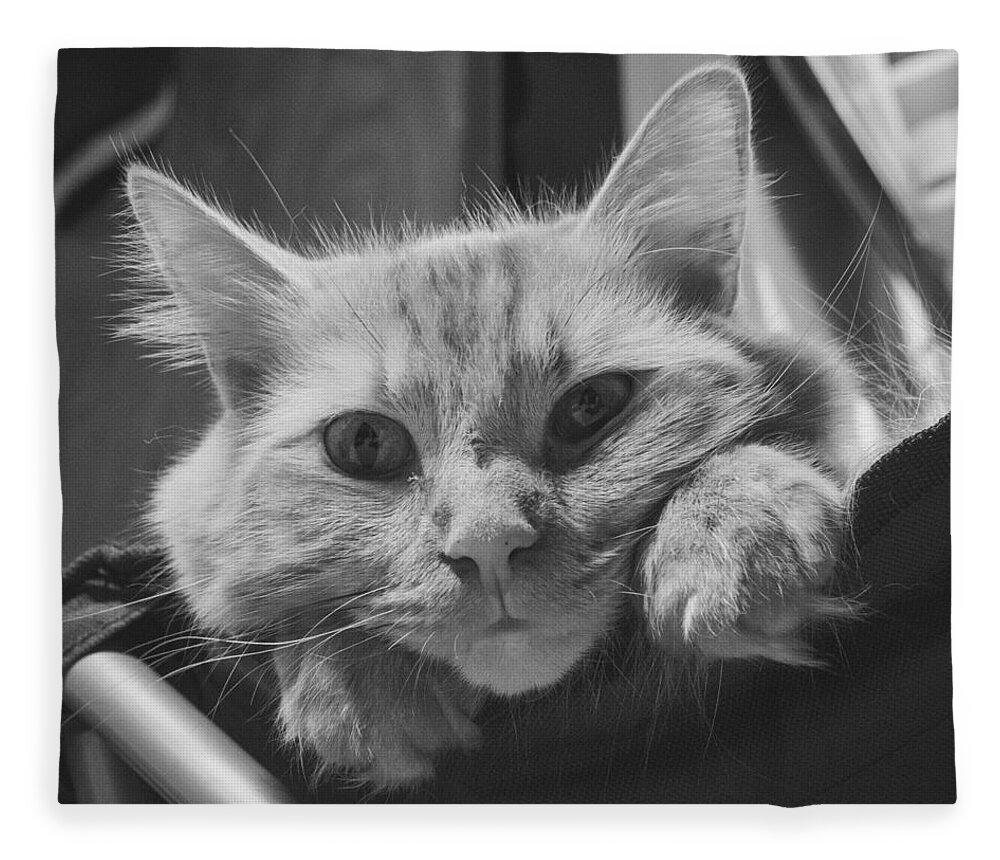 Cats Fleece Blanket featuring the photograph Content by Guy Whiteley