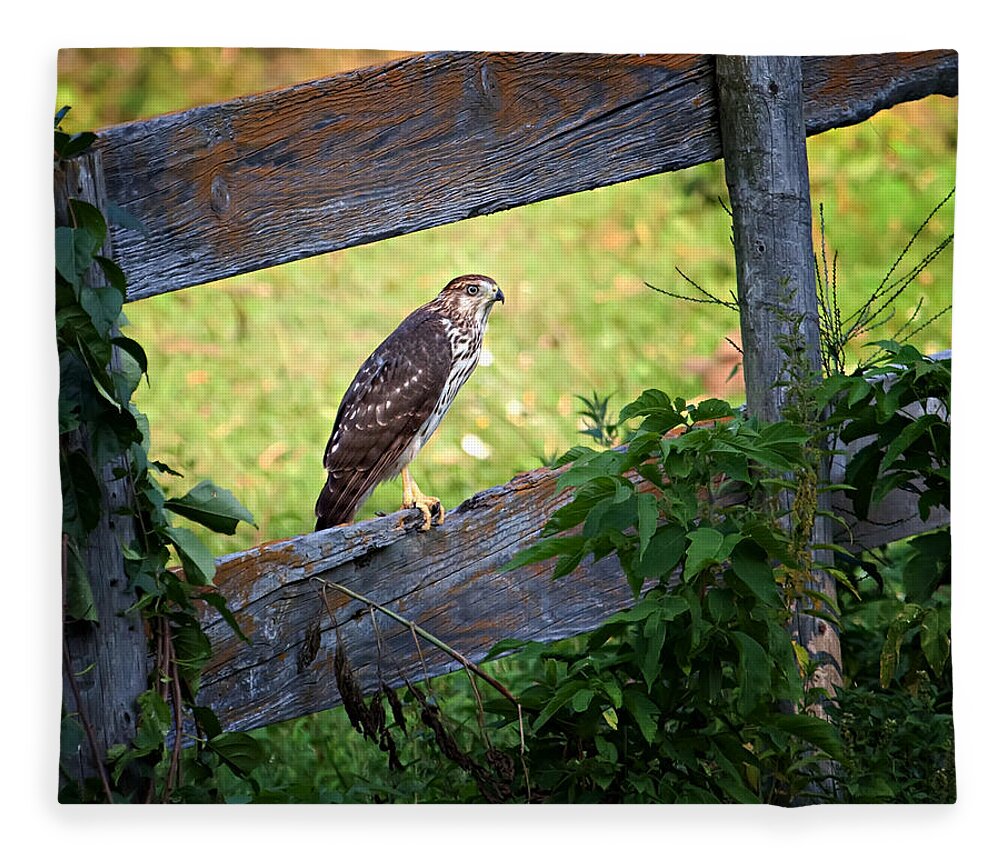 Hawk Fleece Blanket featuring the photograph Coopers Hawk perched on a weathered fence by Al Mueller