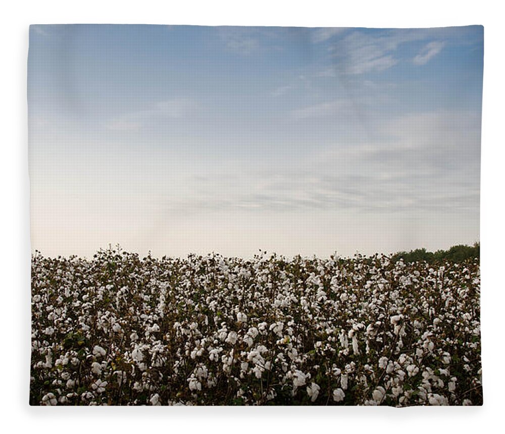 Fluffy Fleece Blanket featuring the photograph Cotton Field 2 by Andrea Anderegg