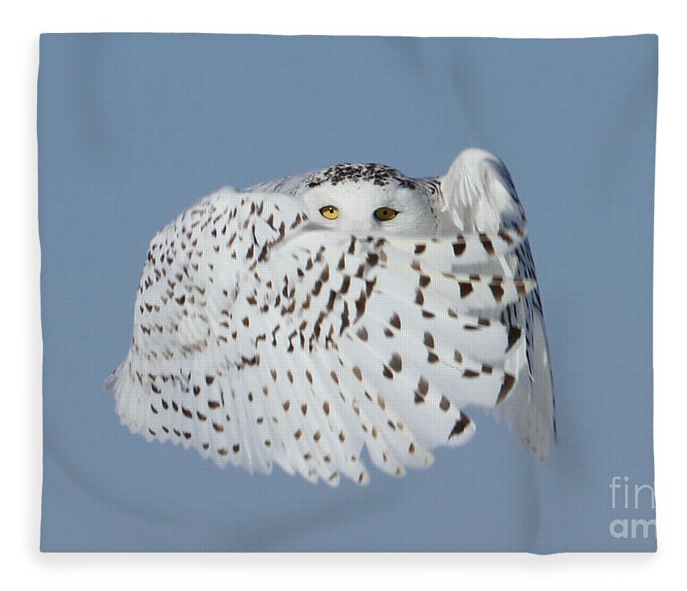 Snowy Owls Fleece Blanket featuring the photograph Countess Snowy by Heather King