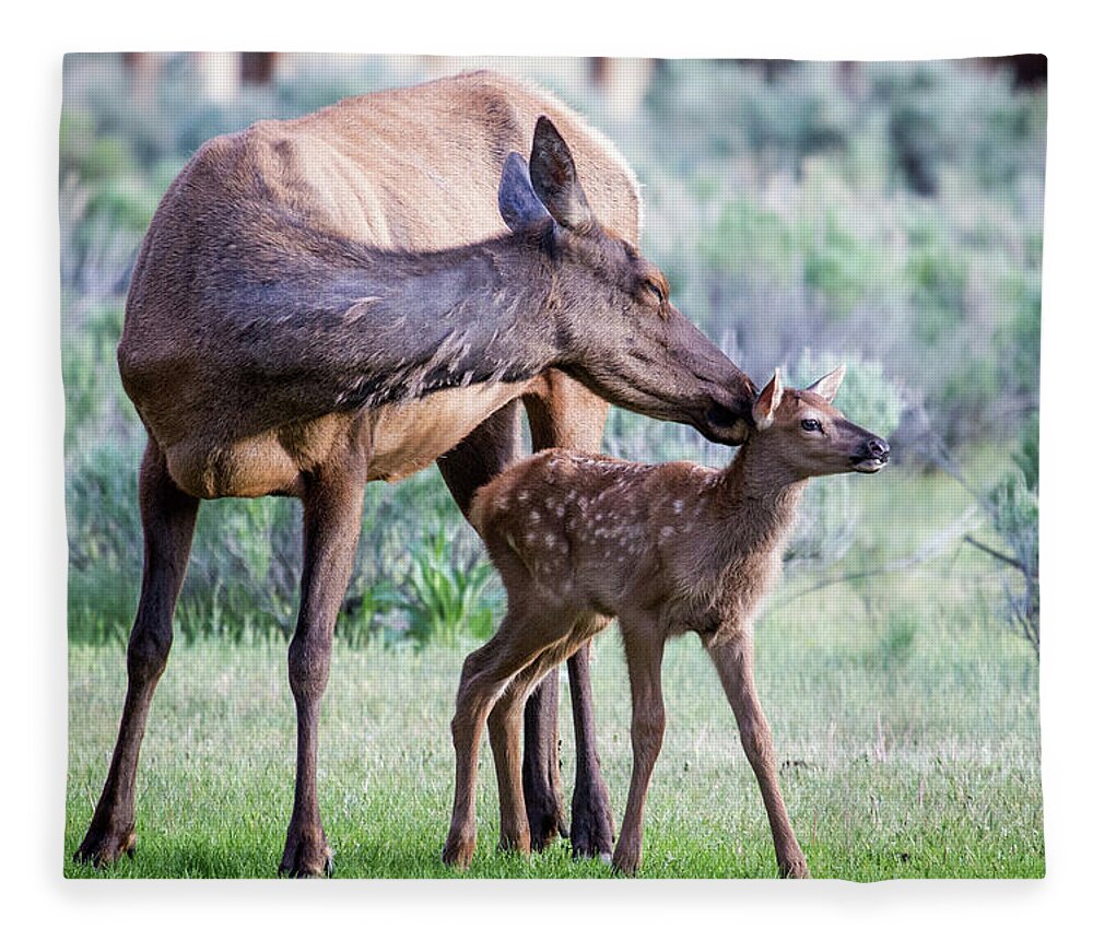 Elk Fleece Blanket featuring the photograph Cow and Calf Elk by Wesley Aston