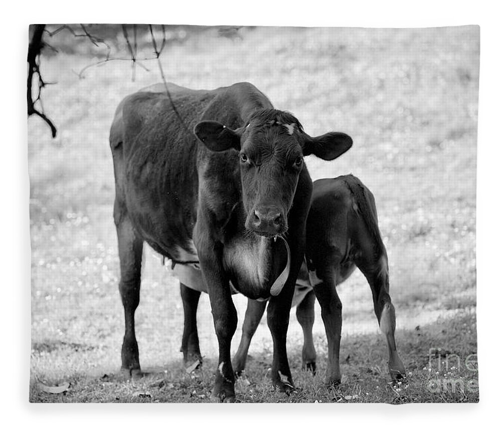 Colonial Williamsburg Fleece Blanket featuring the photograph Cow and Calf by Lara Morrison