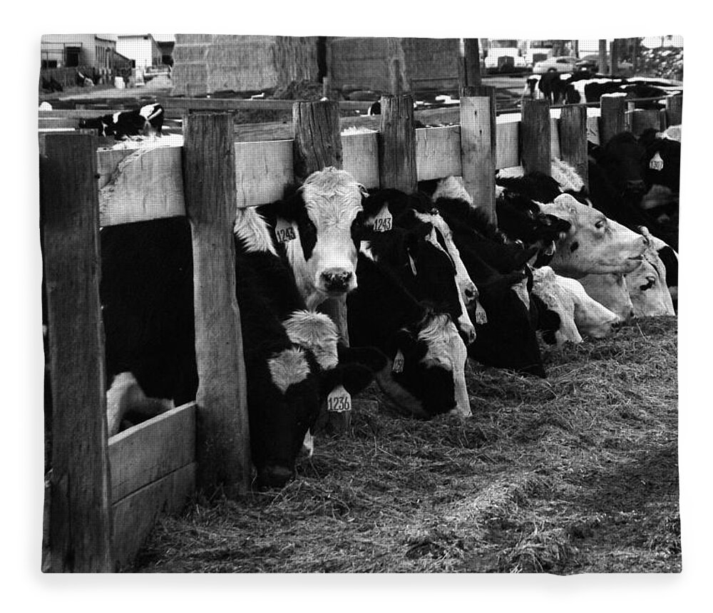 Cows Fleece Blanket featuring the photograph Cows in Black and White by Angie Tirado