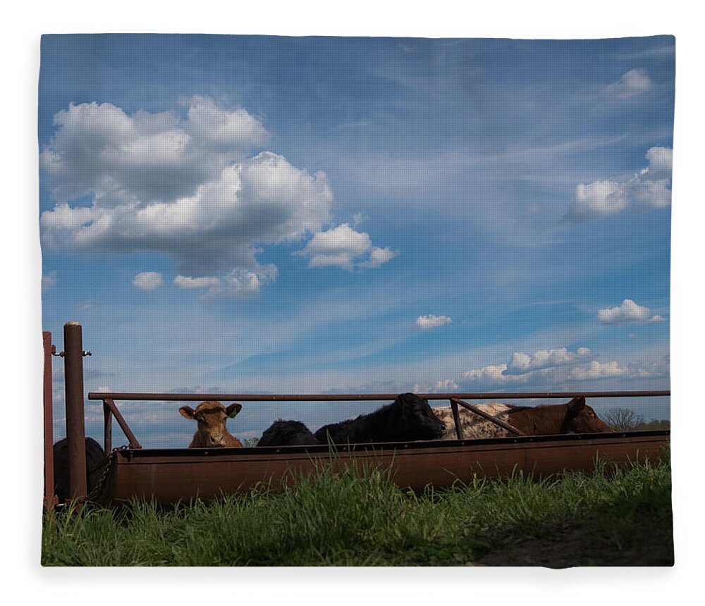 Cow Fleece Blanket featuring the photograph Cows on the Farm by Holden The Moment