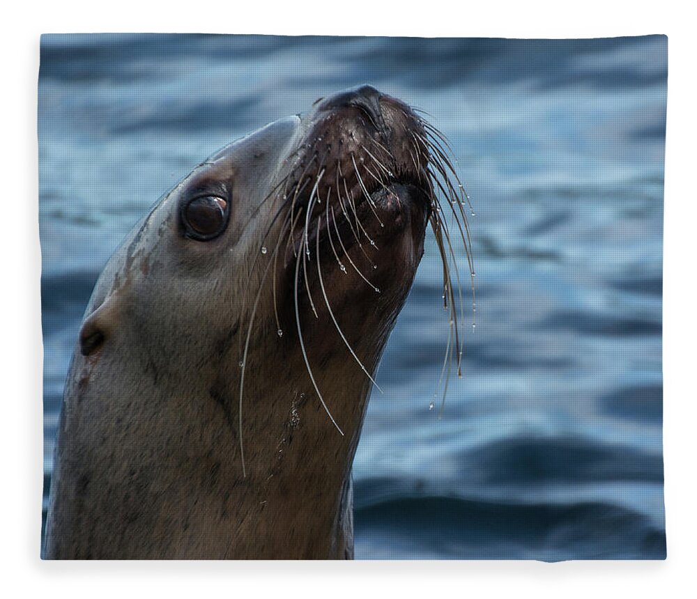 Sea Lion Fleece Blanket featuring the photograph Curious Lion by David Kirby