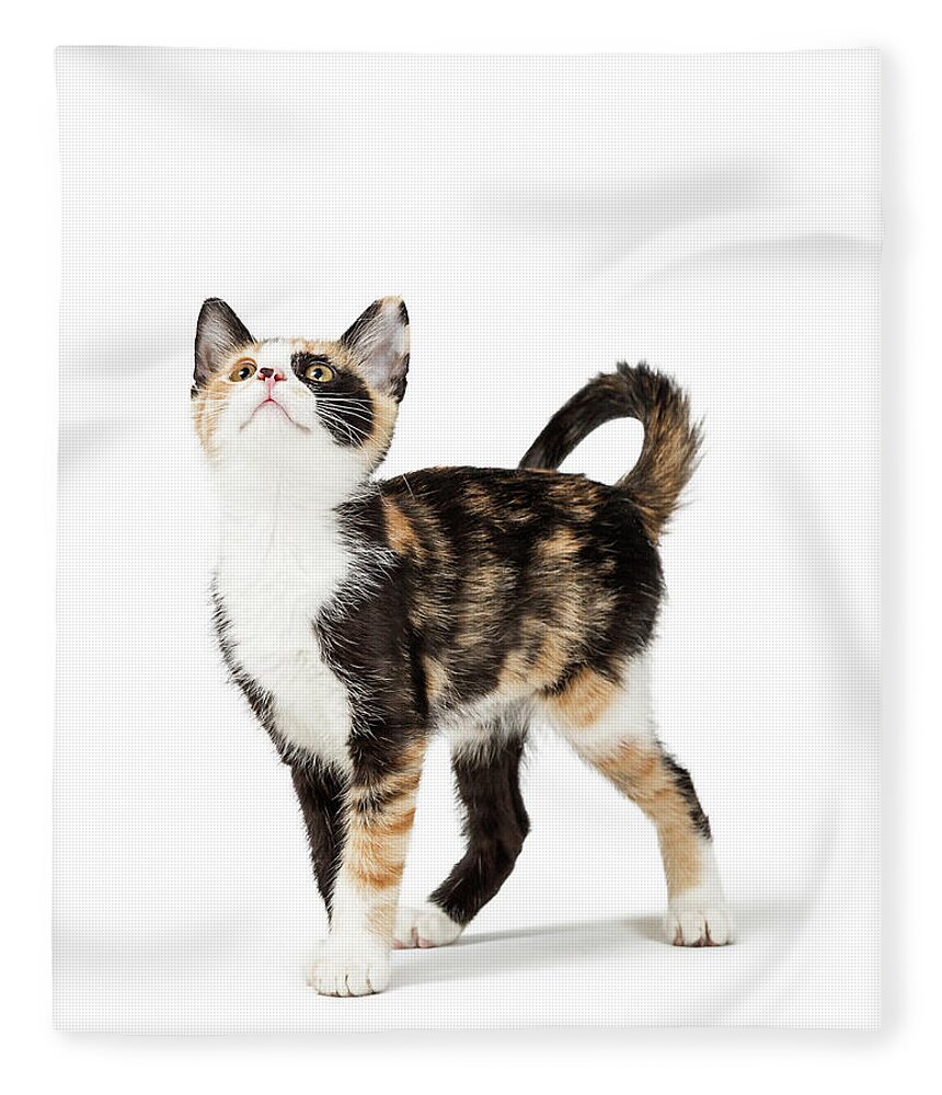 White Background Fleece Blanket featuring the photograph Cute Calico Kitten Looking Up into Copy Space by Good Focused