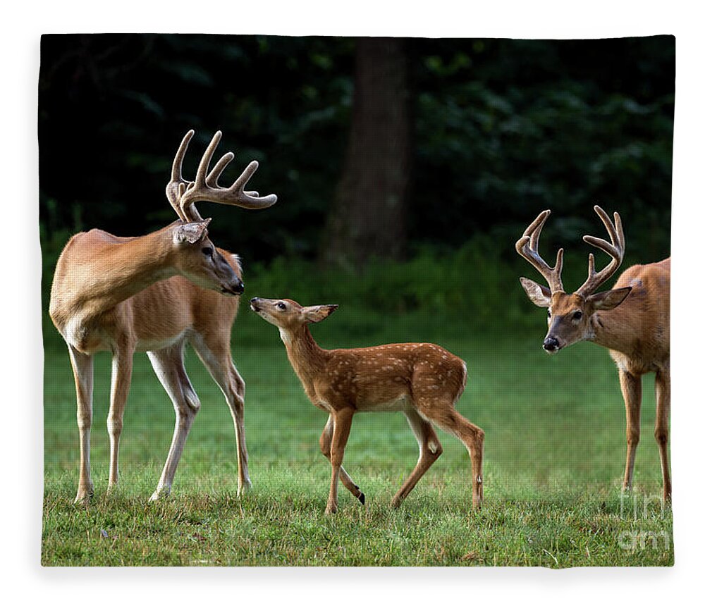 Deer Fleece Blanket featuring the photograph Daddy Day Care by Andrea Silies
