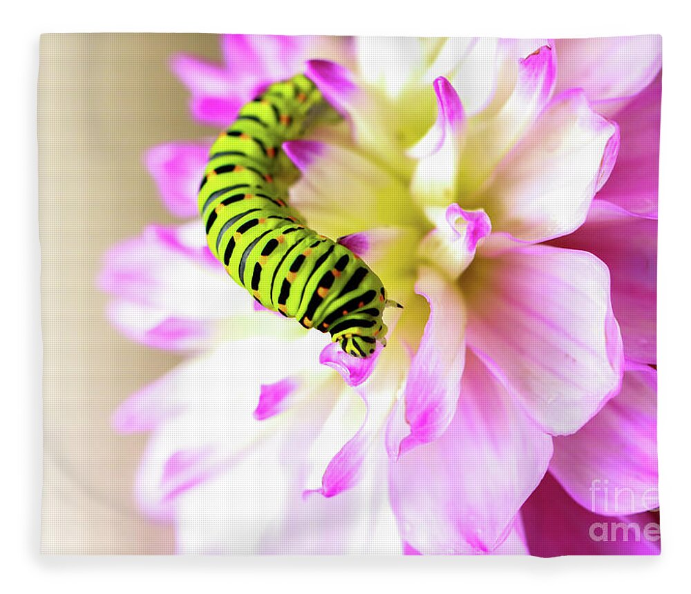 Dahlia Fleece Blanket featuring the photograph Dahlia with Caterpillar by Amanda Mohler