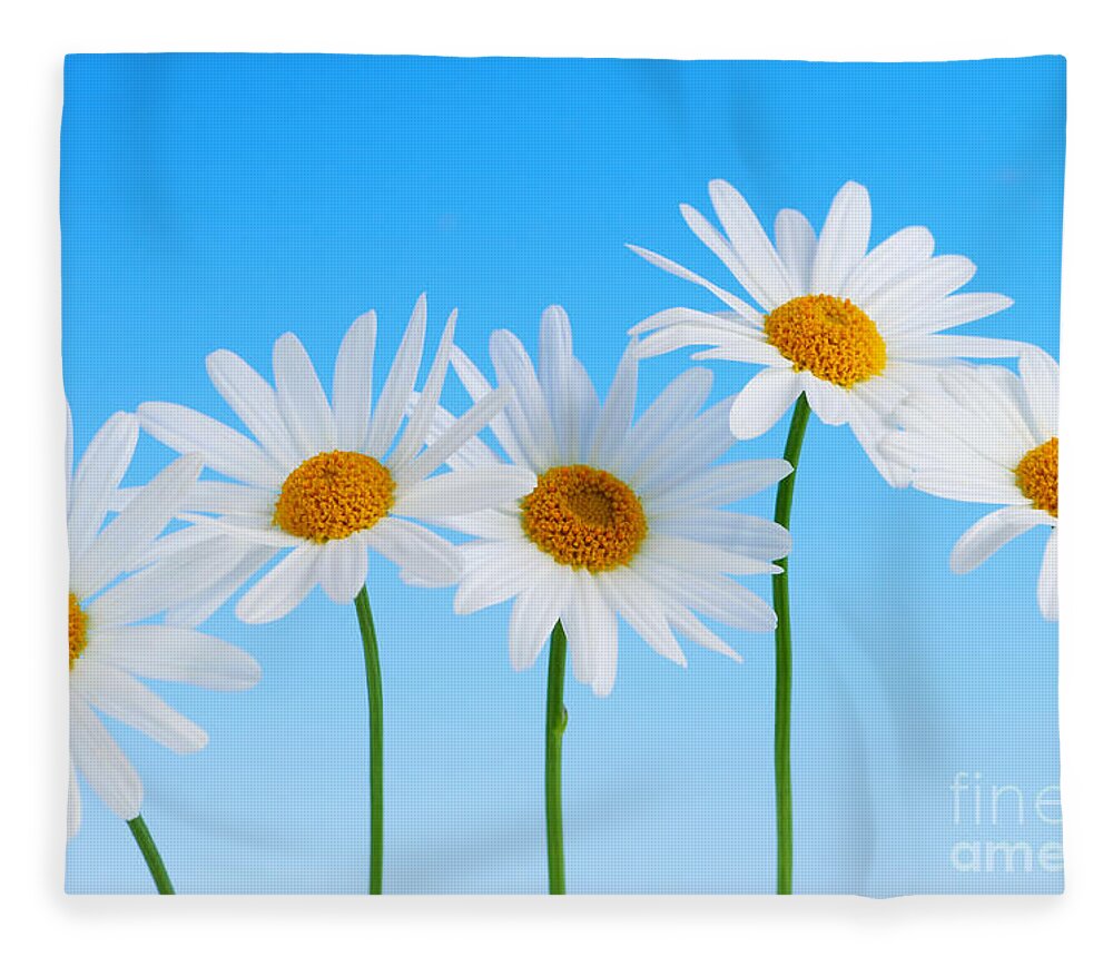Daisy Fleece Blanket featuring the photograph Daisy flowers on blue by Elena Elisseeva