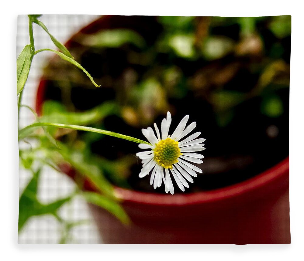 Daisy Fleece Blanket featuring the photograph Daisy or What. by Elena Perelman