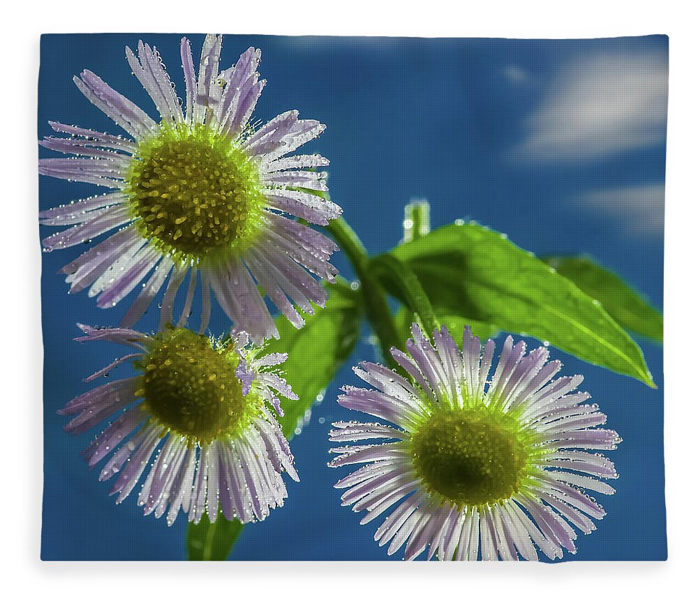 Daisy Flowers Floral Sky Cloud Blue Yellow White Green Square Fleece Blanket featuring the photograph Daisy Trio - white daisies glistening in sunlight with mist droplets by Peter Herman