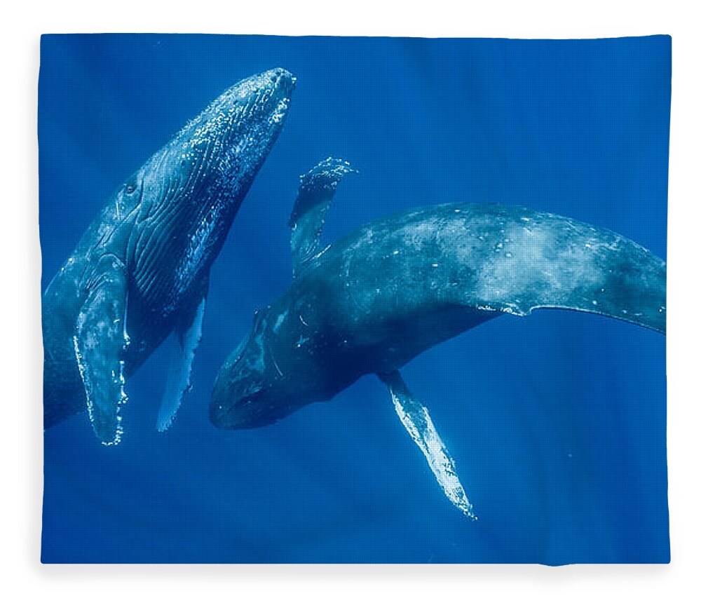 00513190 Fleece Blanket featuring the photograph Dancing Humpback Whales by Flip Nicklin