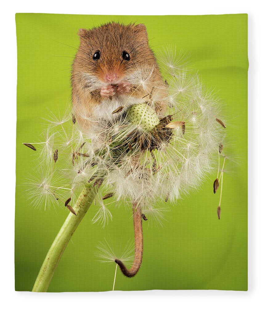 Mouse Fleece Blanket featuring the photograph Dandelion Destruction by Framing Places