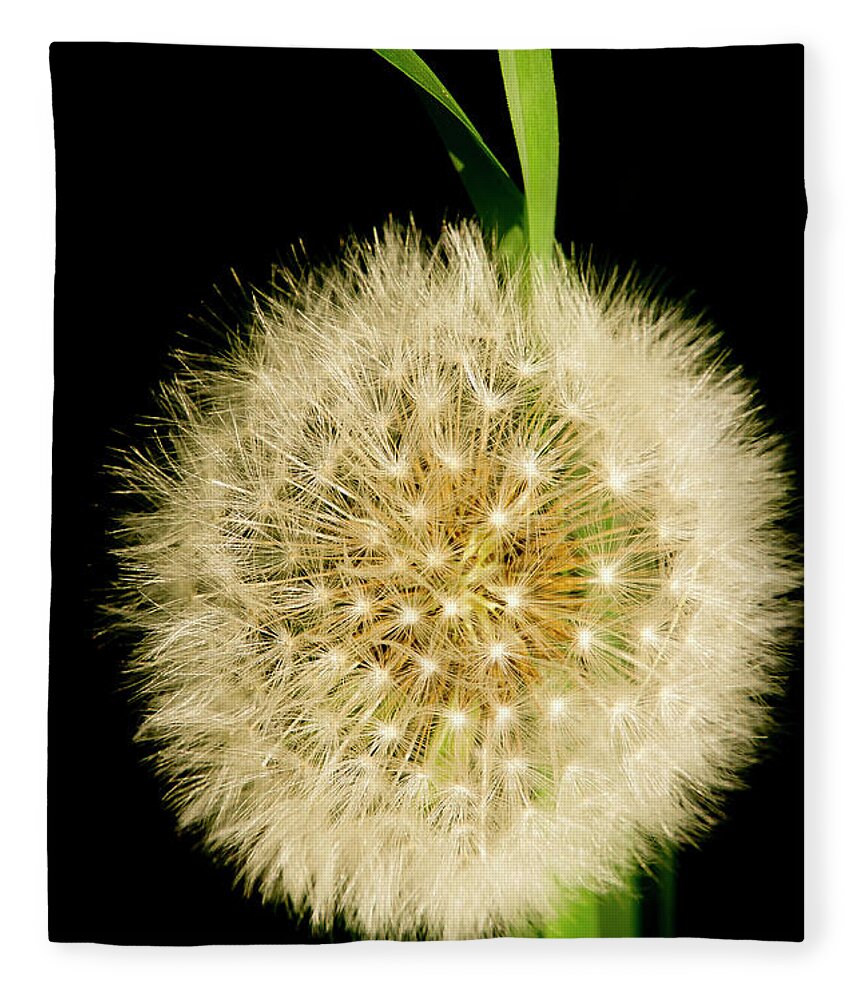 Floral Fleece Blanket featuring the photograph Dandelion's seed head. by Elena Perelman