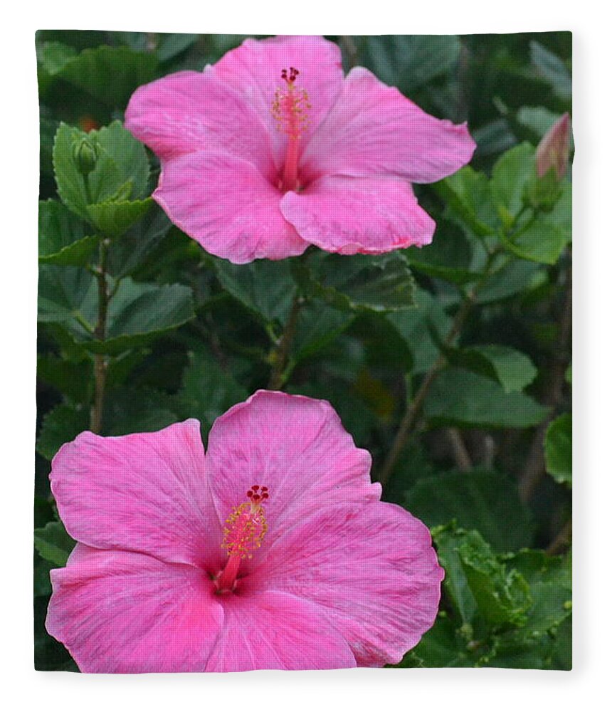 Flower Fleece Blanket featuring the photograph Dark Pink Hibiscus Duo by Amy Fose