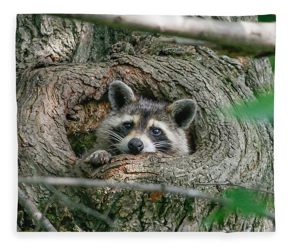 Raccoon Fleece Blanket featuring the photograph Daydreaming by Gina Fitzhugh