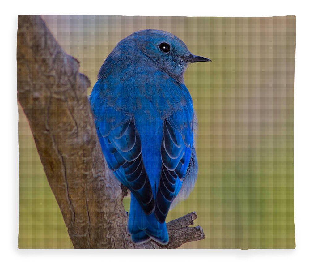 Bluebird Fleece Blanket featuring the photograph Deep Blue by Shane Bechler
