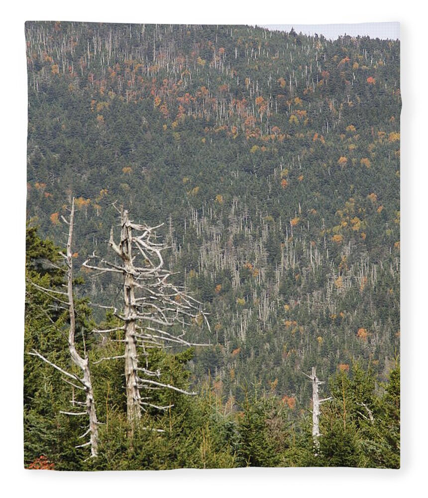 Dead Tree Fleece Blanket featuring the photograph Deeper Into Forest by Allen Nice-Webb